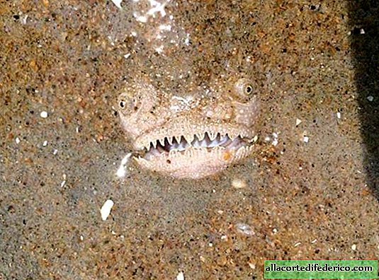 Walking along the coast, the guy noticed that a "monster" was looking at him from the sand