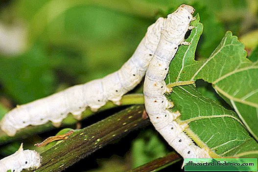 Las orugas de gusano de seda ayudan a los científicos a obtener un hilo pesado