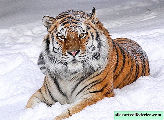 เจ้าของ Ussuri taiga: เสืออามูร์ยังคงอยู่ในรัสเซีย