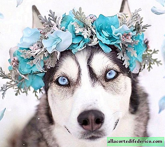 The artist began to make chic flower crowns for animals and became famous