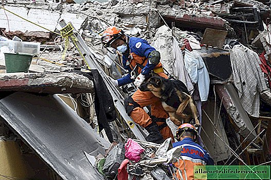 Anges de sauvetage à queue: comment les gens ont été fouillés sous les décombres au Mexique