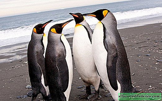 طيور البطريق الإمبراطور تتأثر بالاحترار في أنتاركتيكا