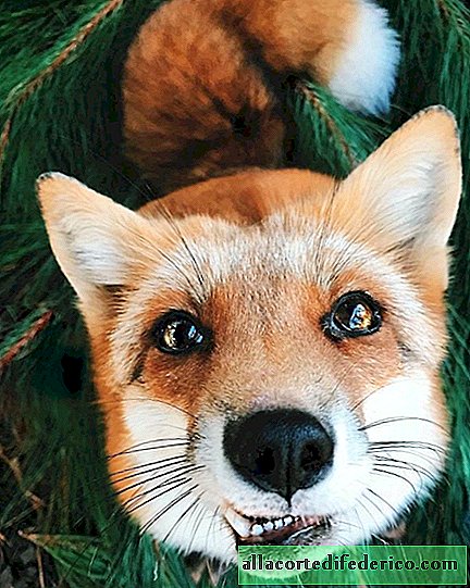 El zorro más popular en Instagram llamado Juniper, que tiene millones de fanáticos