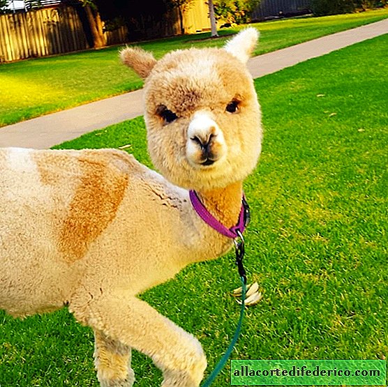 A charming alpaca, from whose photos on Instagram you just can not tear yourself away