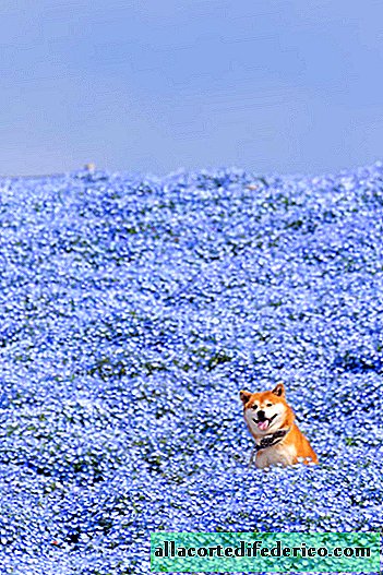 Shiba Inu became an Instagram star thanks to her charming photos in colors