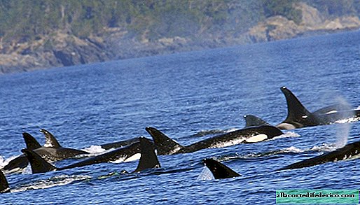 "معهد الجدات": بين الحيتان القاتلة والبيلوغا ، من المعتاد أيضًا تربية الأحفاد