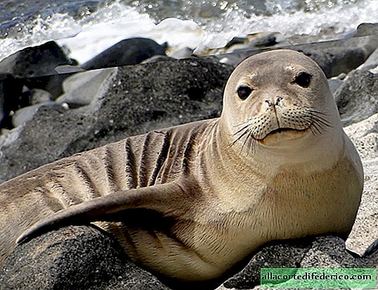 The intrigue persists: scientists have found another seal with live eel in the nose