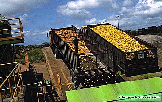 Како поморанџа кору помаже пошумљавању Костарике