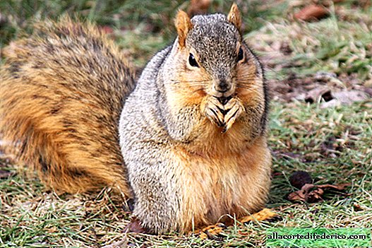 Hogyan mókusok válogatnak diókat rejtekhelyekben?
