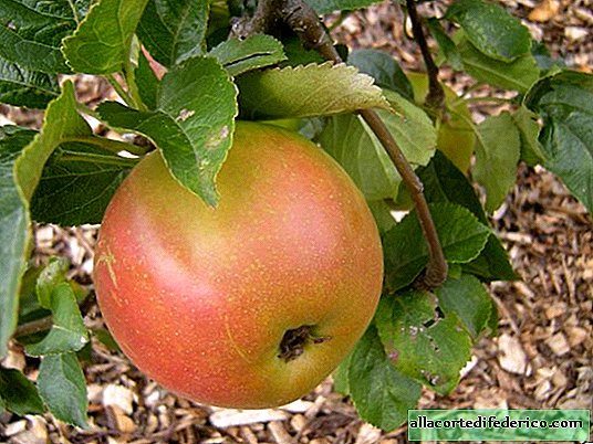 كيف وقع رجل في حب التفاح ، وما علاقة طريق الحرير؟