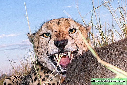 How to take a photo of predatory animals "point blank"