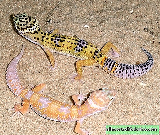 How the tail affects the speed of geckos (and not only)