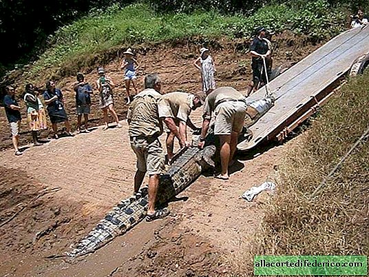 Como capturar crocodilos na Austrália