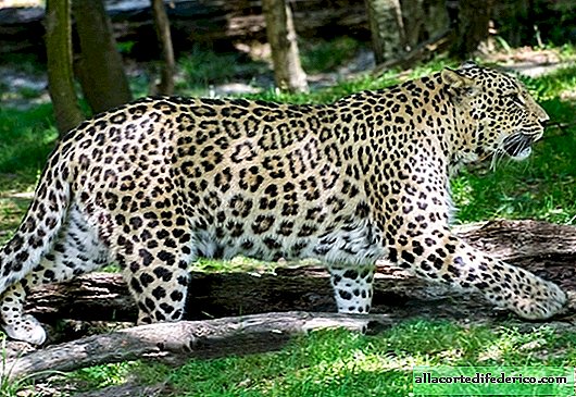 How the leopard population in the Caucasus is being restored