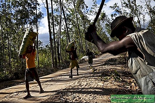 마다가스카르에 남아있는 숲을 저장하고 잃어버린 숲을 복원하는 방법