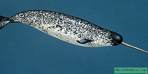 How narwhals use their unusual tusk