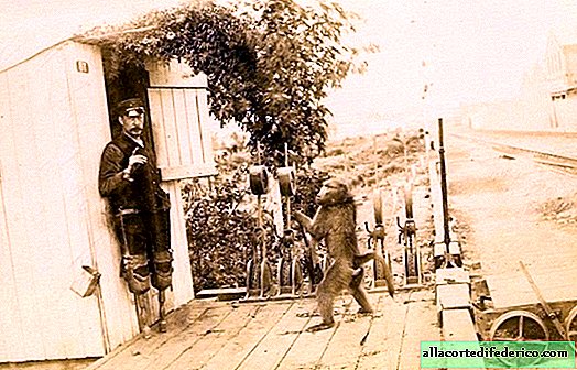 Cómo un babuino regular Jack comenzó a trabajar en el ferrocarril y los trenes directos