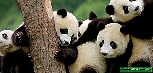 Mint a pandák, anélkül, hogy tudnák, megtakarítják a természetet