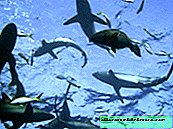 วิธีการจับฉลามหาง?