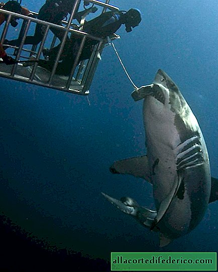 Како додирнути ајкуле