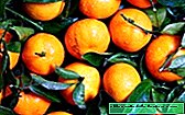 So wählen Sie Mandarinen aus: die köstlichsten Sorten Ihrer Lieblingsfrucht zu Neujahr