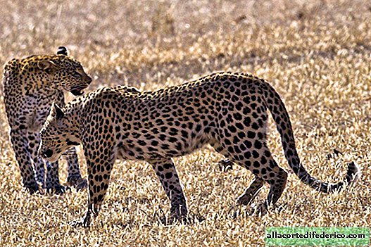 Hogyan zajlik a vad leopárdok csata a területért