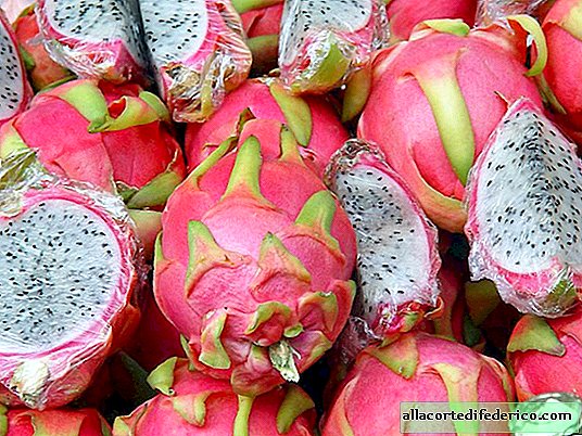 How pitaya and other cacti grow that produce edible fruits