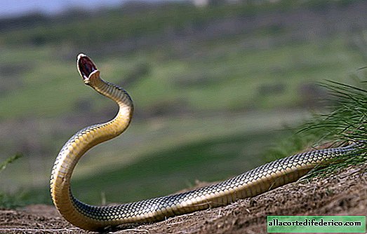 How to photograph the largest snake in Europe - yellow-bellied snake