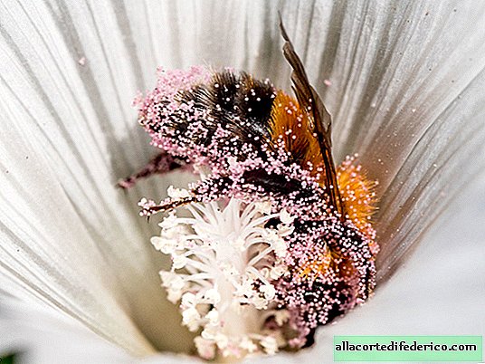 ผึ้งอาบน้ำอย่างไรในละอองเกสรดอกไม้