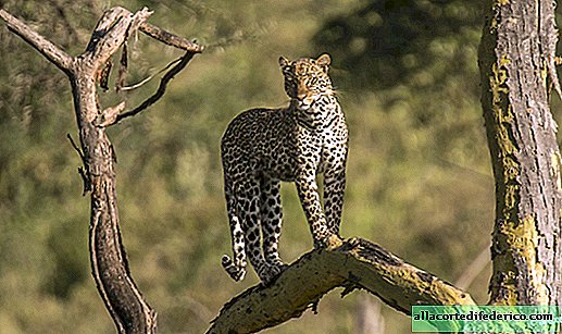 Kako rešiti potomce: neverjeten trik ženskega leoparda