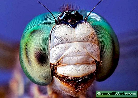 Comment les libellules "prédisent l'avenir"