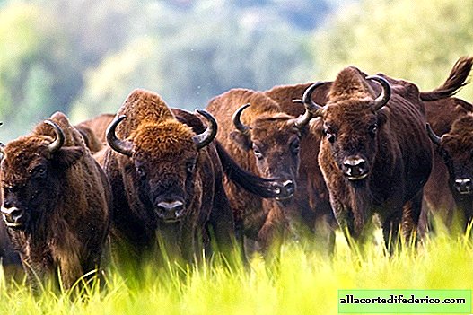 Como salvar a população de bisontes