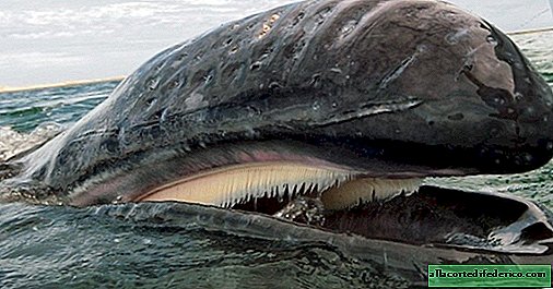Ako baleen veľryby stratili zuby