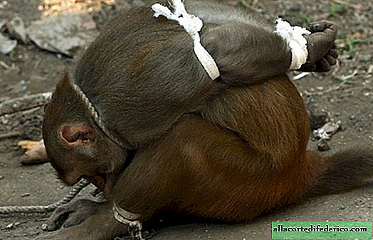 Hogyan büntetik a majombűnözőket Indiában?