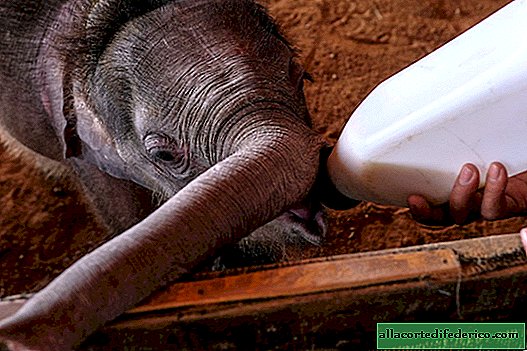 A medida que a Tailandia se le enseña a volver a caminar pequeños elefantes infelices atrapados en trampas