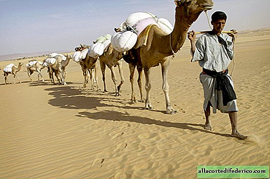 Sådan overlever kameler i ørkenen: alt er meget mere perfekt end bare fedt i pukkelene