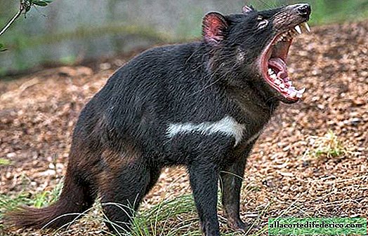 What did the European ancestors of the Tasmanian devil look like?
