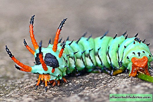 What does the butterfly look like, into which the largest caterpillar in the world is turning