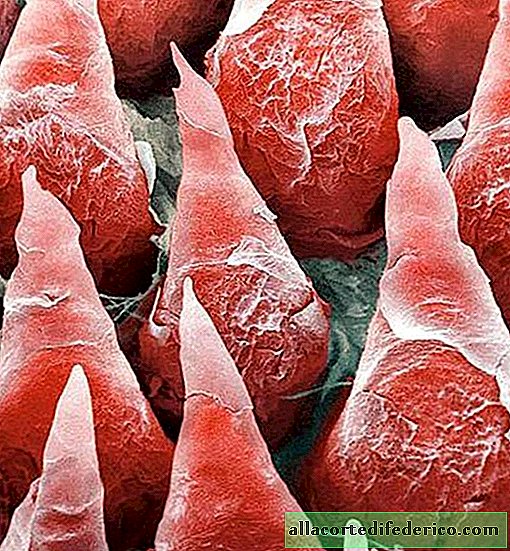 Hur våra organ ser ut under ett mikroskop