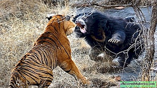 Hoe hevig vechten in het wild eruit ziet