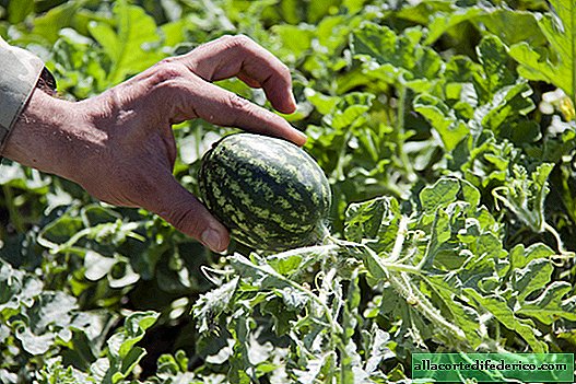 Sådan dyrkes vandmeloner i Dagestan