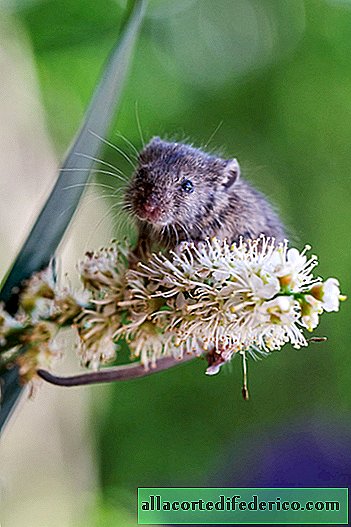 Как живее мишката Фридолин, спасен от котешката уста