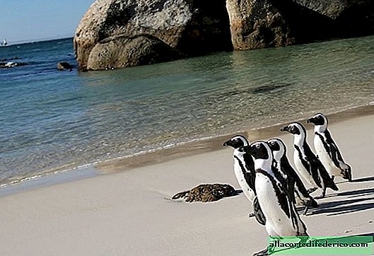 How penguins live in Africa
