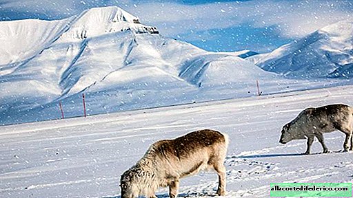 Cómo vive el reno más pequeño del mundo en Svalbard