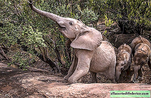 كيف تعيش الأفيال الأيتام في ملجأ في كينيا ، ولماذا من المهم للغاية إنقاذهم