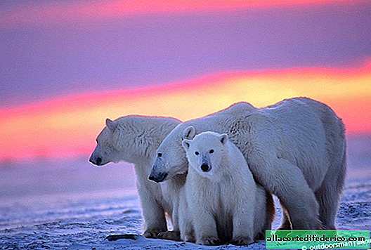 ما هو لون الدب القطبي في الواقع