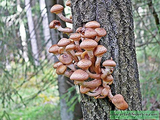 What danger fall in autumn mushrooms