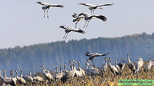 Californie, Afrique du Sud et Antarctique: les oiseaux russes volent pour l'hiver