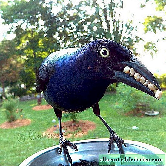 La caméra de la mangeoire à oiseaux a permis d’attraper des oiseaux dans les moments les plus inattendus.