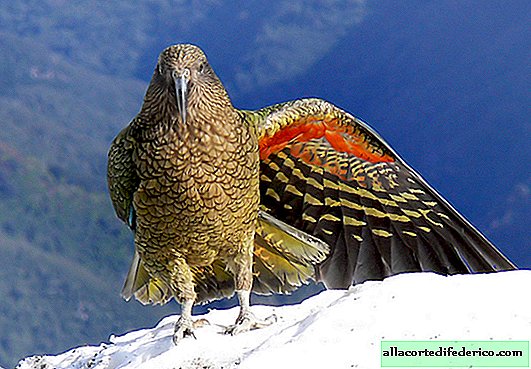 Kea - amazingly smart parrots who love snow and search backpacks of tourists